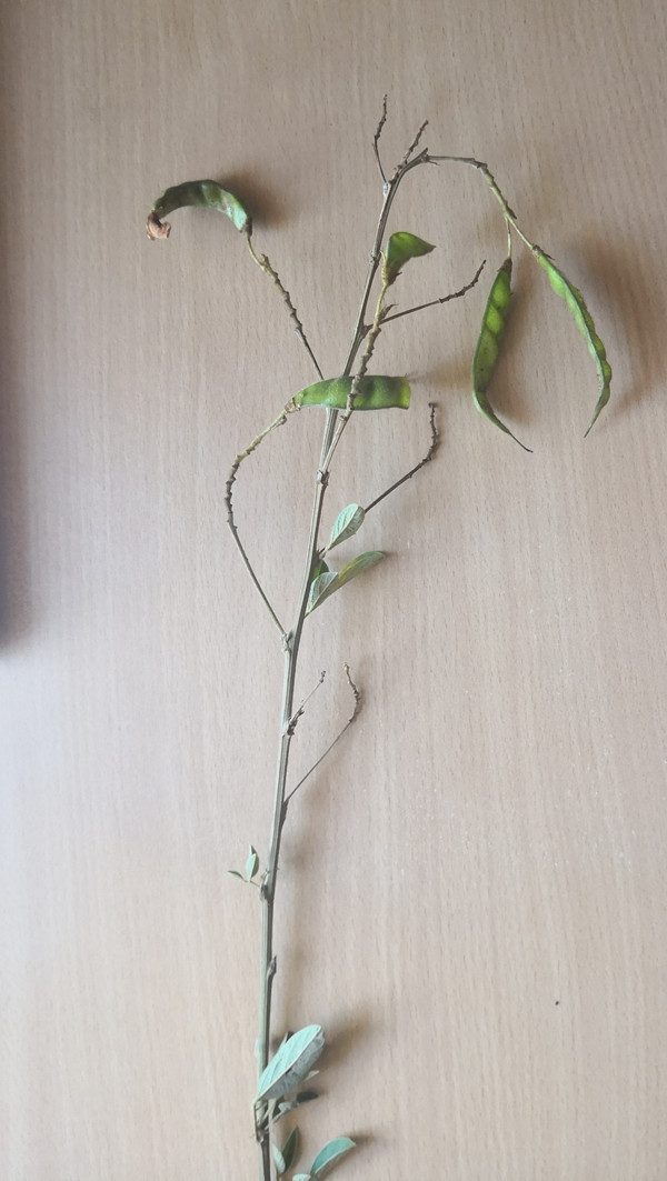 微信图片_20190108164651_副本.jpg