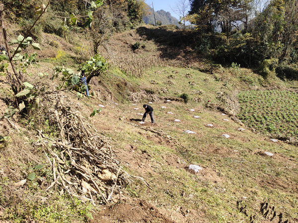 栽下花椒树奔向致富路5_副本.jpg